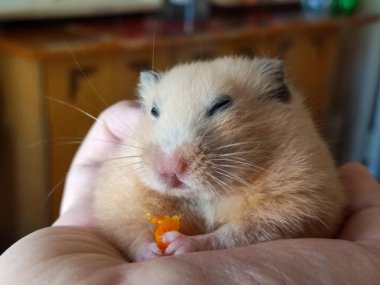 Hamster sahibinin elinde oturur ve yer, yakın plan.