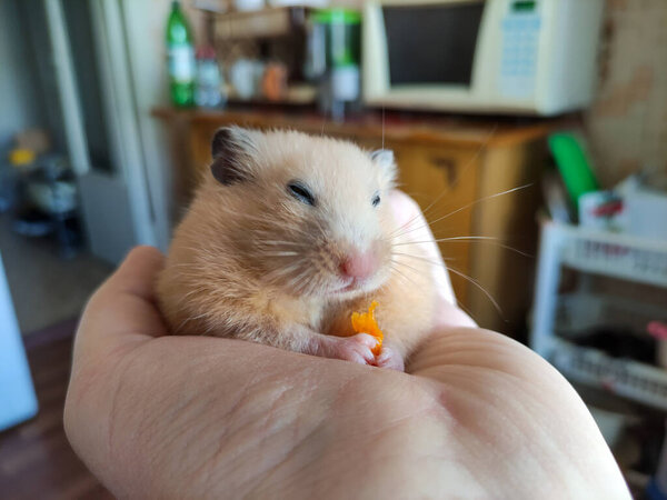 Hamster sits in owner's hand and eats