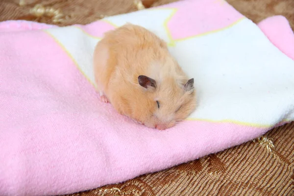 美丽的叙利亚仓鼠睡在粉红色的毛毯上 — 图库照片