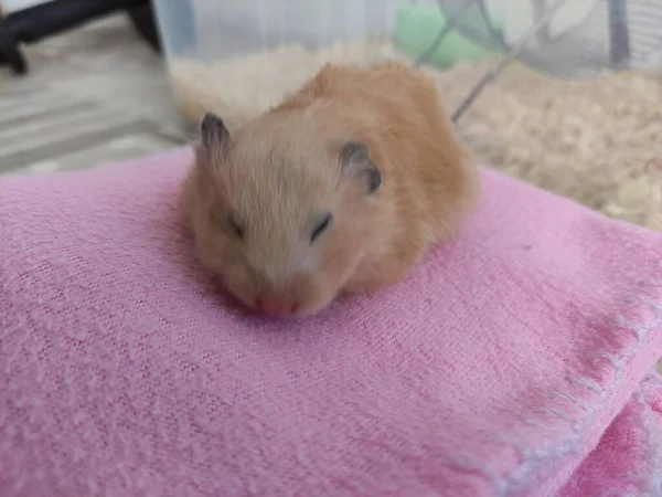 Leuke Syrische Hamster Slaapt Een Roze Deken — Stockfoto