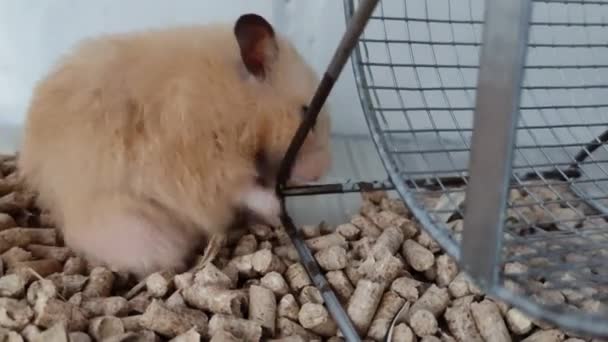 Hamster beißt in Laufrad — Stockvideo