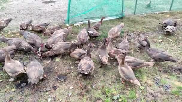 Canards nourrit sur la cour de la ferme — Video
