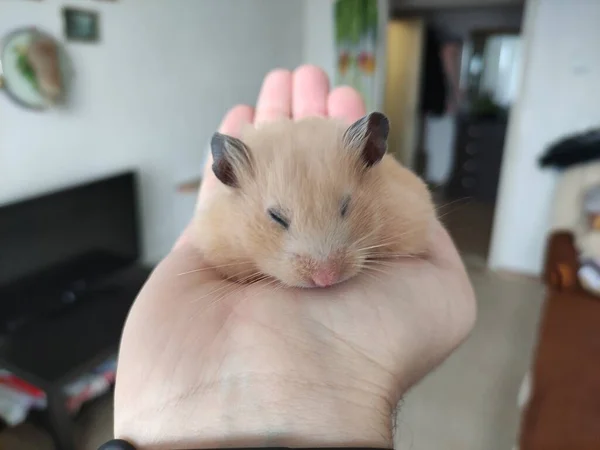 Syrian Hamster Sleeps Owner Hands — Stock Photo, Image