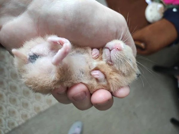 Suriyeli Hamster Sahibinin Ellerinde Uyur — Stok fotoğraf