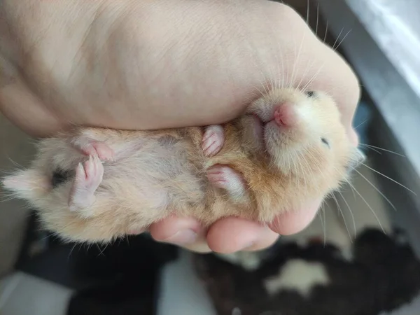 Hamster Syrien Dort Dans Les Mains Propriétaire — Photo