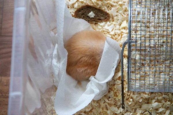 Hamster Sleeps Wrapped Napkin — Stockfoto