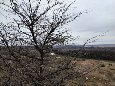 Kışın kanyonun arka planında yapraksız akasya ağacı