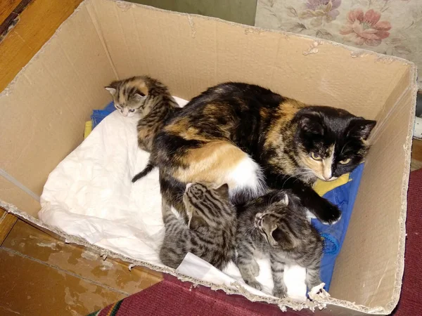Mother cat with kittens in a box