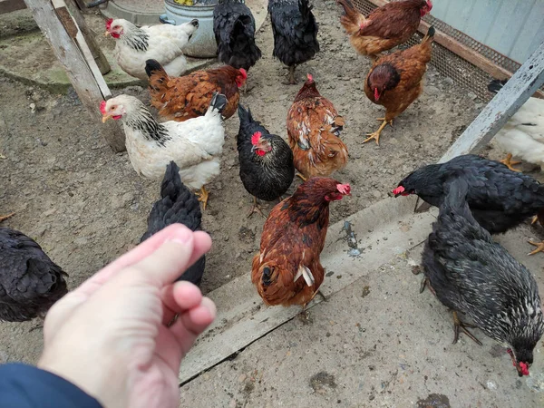 Hombre Alimenta Los Pollos Una Vista Primera Persona —  Fotos de Stock