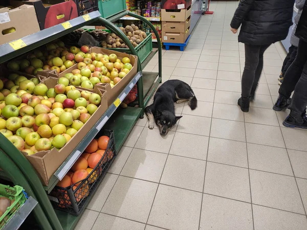 Dog sleeping on the floor in the grocery store