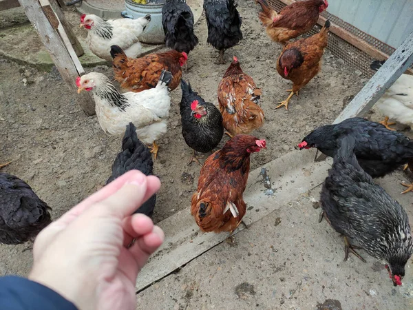 Manusia Memberi Makan Ayam Pandangan Orang Pertama Stok Gambar