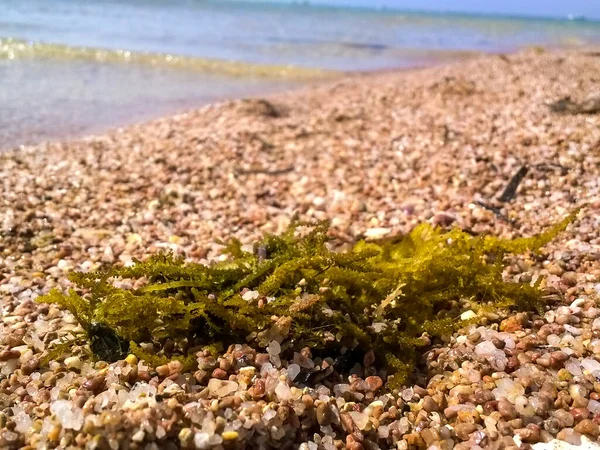 Mucchio Alghe Sulla Spiaggia Sullo Sfondo Del Mare Primo Piano — Foto Stock