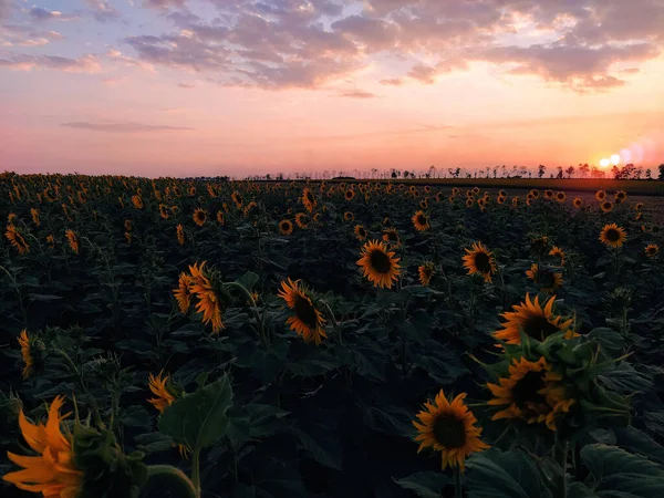 Sonnenblumenfeld Vor Dem Hintergrund Von Sonnenuntergang Und Wolken Abend — Stockfoto