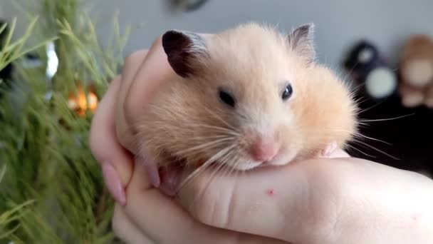 Syrian hamster sits on hand against the background of the Christmas tree — Stock Video