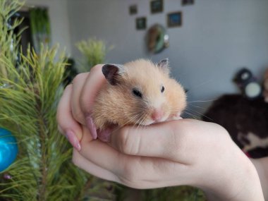Suriyeli hamster Noel ağacının arka planında hazır bekliyor