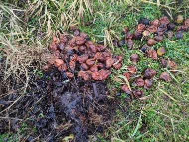 Bahçedeki gübre çukuru, bitkiler için yararlı gübre ve çevre dostu gübre.