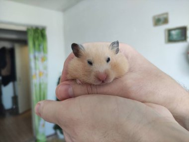 Suriyeli hamster sahibinin yanında oturuyor.