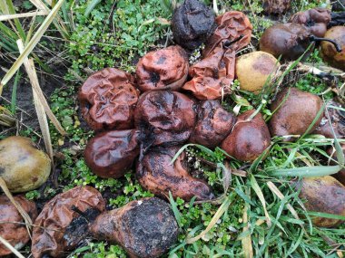 Bahçedeki gübre çukuru, bitkiler için yararlı gübre ve çevre dostu gübre.