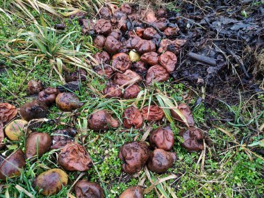 Bahçedeki gübre çukuru, bitkiler için yararlı gübre ve çevre dostu gübre.