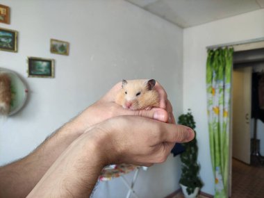 Suriyeli hamster sahibinin yanında oturuyor.