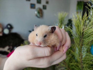 Suriyeli hamster Noel ağacının arka planında hazır bekliyor