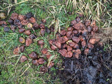 Bahçedeki gübre çukuru, bitkiler için yararlı gübre ve çevre dostu gübre.