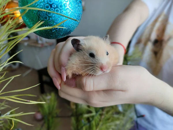 Suriyeli hamster Noel ağacının arka planında hazır bekliyor