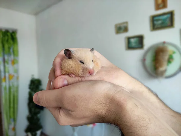 Hamster Syrien Assis Sur Main Propriétaire Photo De Stock