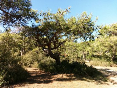 Antalya Türkiye 'de yaz ormanı