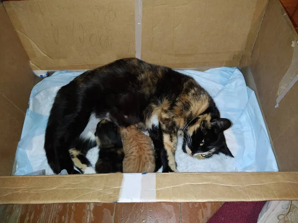 Cat Lies Box Feeds Kittens Milk Royalty Free Stock Photos