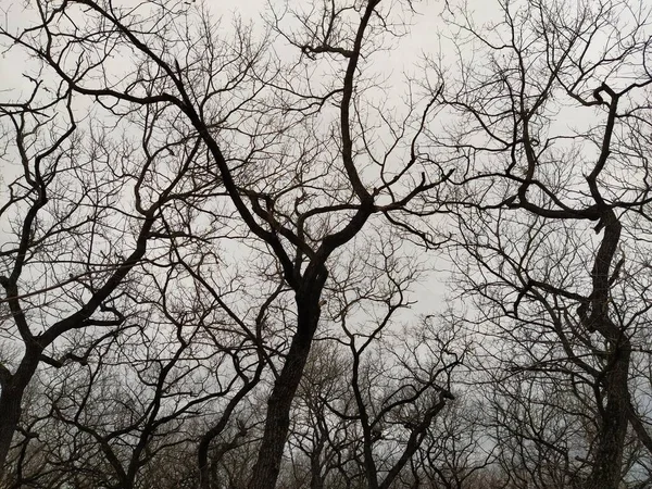 Kış Gökyüzünün Arka Planında Yaprakları Olmayan Ağaç Dalları — Stok fotoğraf