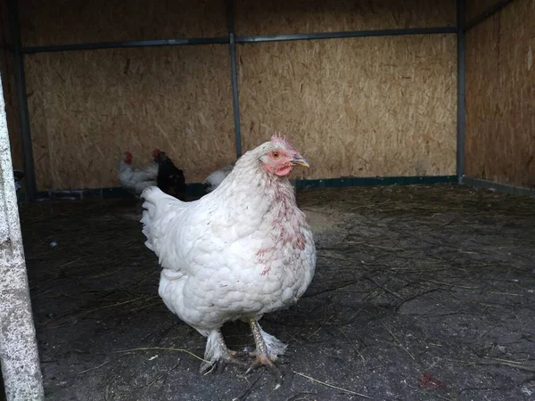 鶏小屋の中の美しい鶏 — ストック写真