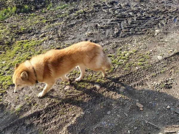 Triste Cão Solitário Andando Por Uma Estrada Com Cabeça Para — Fotografia de Stock