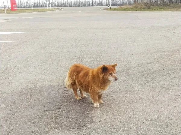 Triste Cão Solitário Andando Por Uma Estrada — Fotografia de Stock