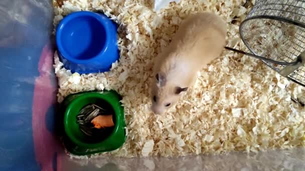 Hamster sírio cheira cuidadosamente comida no alimentador — Vídeo de Stock