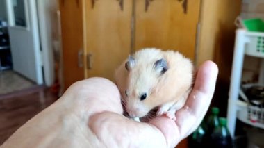 Suriyeli hamster, ellerinden ekmek kırıntıları yiyor.