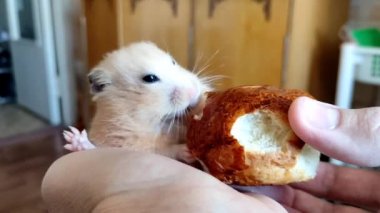 Suriyeli hamsterlar ellerinden ekmek kırıntıları yiyorlar.