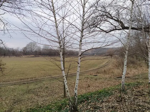 Vidoeiros Jovens Contexto Campo Outono — Fotografia de Stock