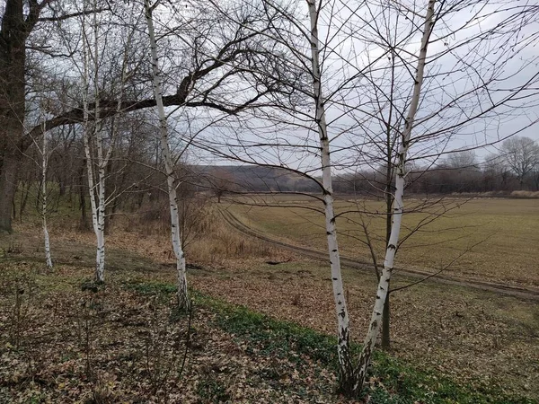 Sonbaharda Tarlanın Arka Planında Genç Huş Ağaçları — Stok fotoğraf
