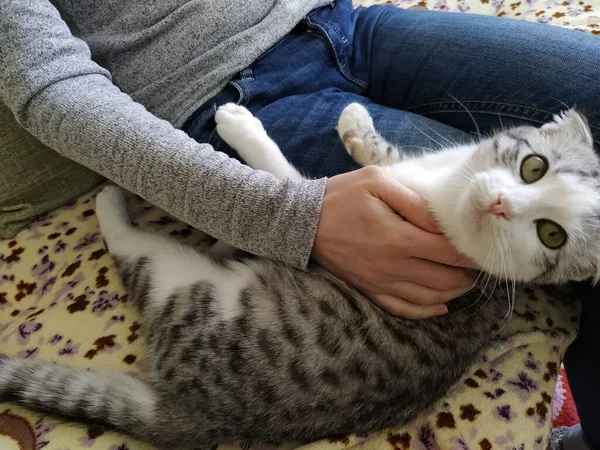 Yırtık Kulaklı Kedi Genç Bayanın Yanında Yatıyor — Stok fotoğraf
