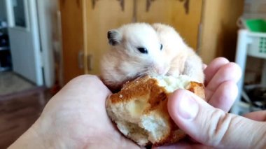 Sevimli hamster elinden çörek yiyor.