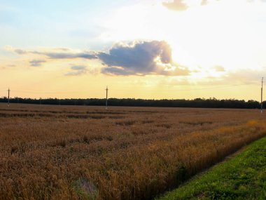 Akşamüstü buğday tarlasında.