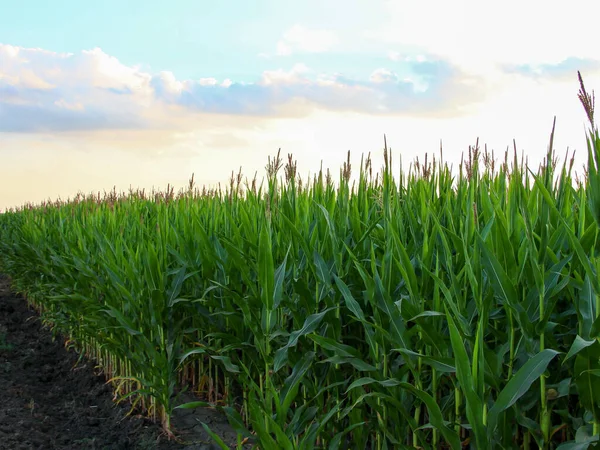 Bir tarladaki mısırlar bile