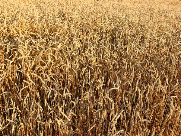 Ripe Golden Ears Wheat Close Background — Stock Photo, Image