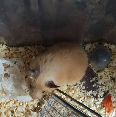 Kafesteki korkmuş hamster.