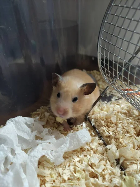 Hamster Asustado Jaula —  Fotos de Stock