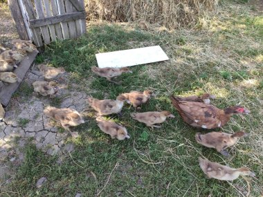 Genç ördekler ağıldan çıkar.