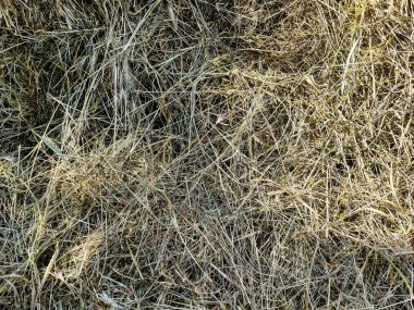 Kurumuş saman arka plan ve doku