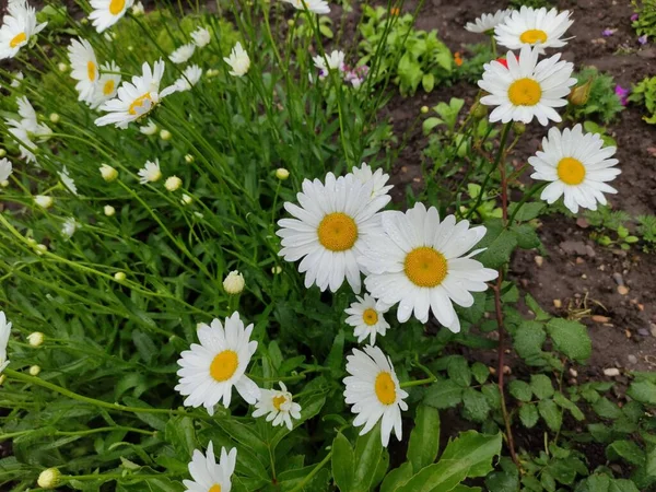 Gänseblümchen Mit Tautropfen Garten — Stockfoto