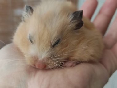 Suriye hamsterı elinde uyuyor